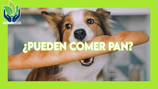 ¿Qué pasa si le doy pan a un perro? by Cuidemos el Planeta 108 views 1 year ago 5 minutes, 23 seconds