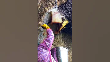 عملية حصاد العسل من الجبل 