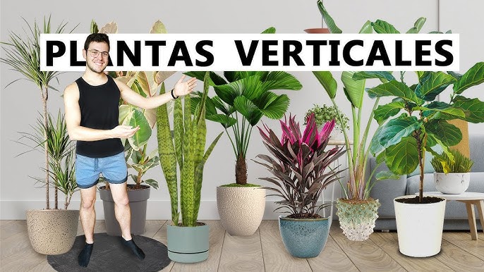 44 Plantas de interior resistentes, decorativas y bonitas  Decoracion con plantas  artificiales, Macetas, Macetas colgantes