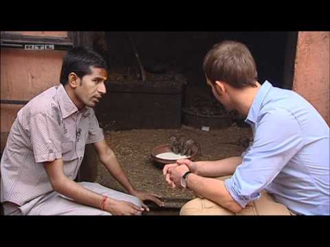 Video: Tempel In Indien, In Dem Etwa 25.000 Ratten Leben - Alternative Ansicht