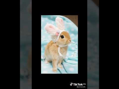 Şirin dovşan şəkillərindən vidio🐰🐇