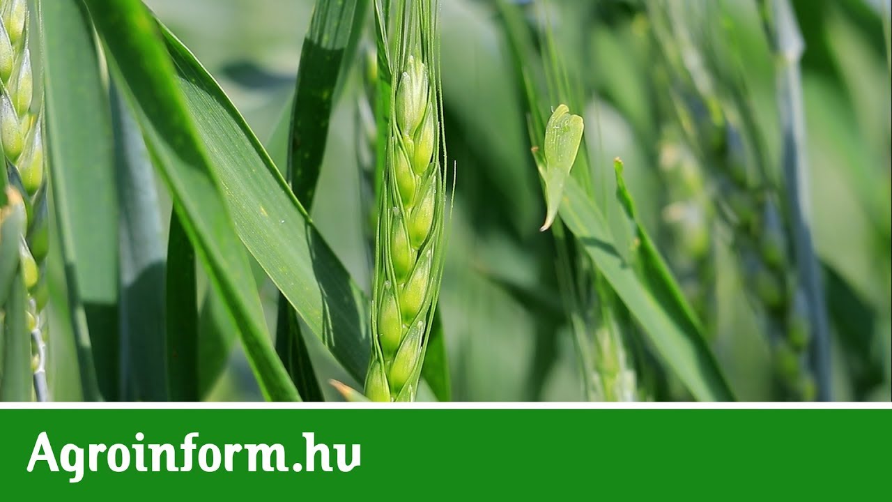 A búza jelentős minőségi javulása tetszik a legjobban!