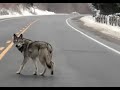 The Coywolf Vs Sam The Dog At Algonquin Park The Coywolf Vs Sam The Dog At Algonquin Park