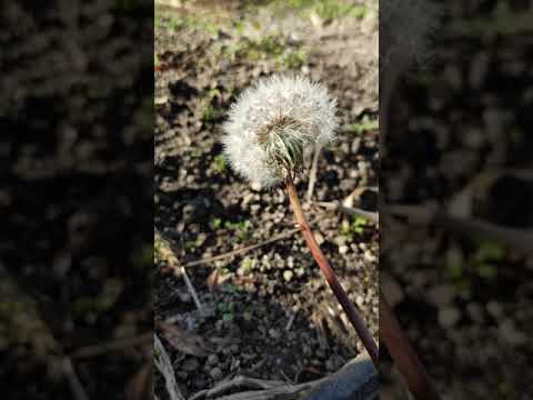 たんぽぽの綿毛 Youtube