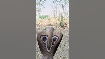Story of the wish-fulfilling serpent🐍😭#shorts #youtubeshorts #snake #nagin #naagin #emotional #yt...