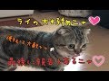 【第２７弾】マンチカンのライちゃんのご飯紹介・・Rice introduction of my cat.