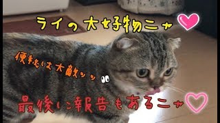 【第２７弾】マンチカンのライちゃんのご飯紹介・・Rice introduction of my cat.