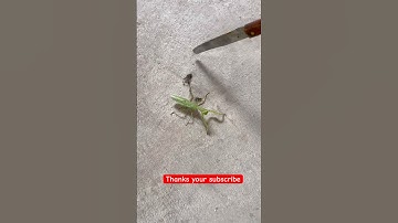 Spider VS grasshopper! #insects #nature #animals #lizard #reptiles #spider #grasshopper #fyp #yt