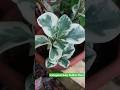 Variegated Baby Rubber Plant #garden #nature #plants #gardening #indoorplants #shorts #green