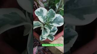 Variegated Baby Rubber Plant #garden #nature #plants #gardening #indoorplants #shorts #green