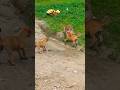 dog vs monkey fight 🐒💪🐕 #shorts #shortsfeed
