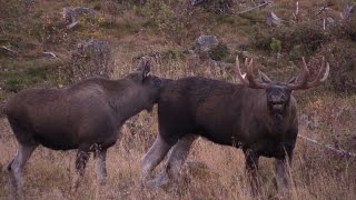 Jämtland 2016. Elgku og 8-tagger okse