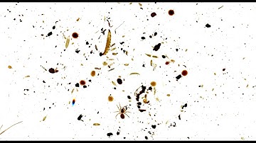 Imaging of invertebrate communities - Soil BON Foodweb protocol