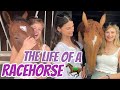 DAILY ROUTINE OF A RACEHORSE ~ Simon Dows Racing yard tour #Nationalracehorseweek