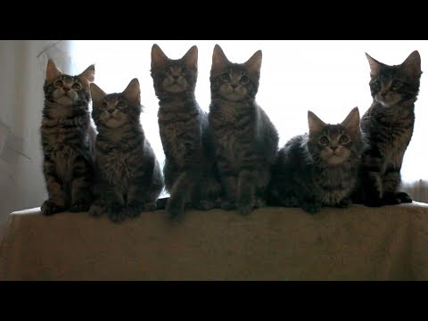 Βίντεο: Οίδημα στις γάτες