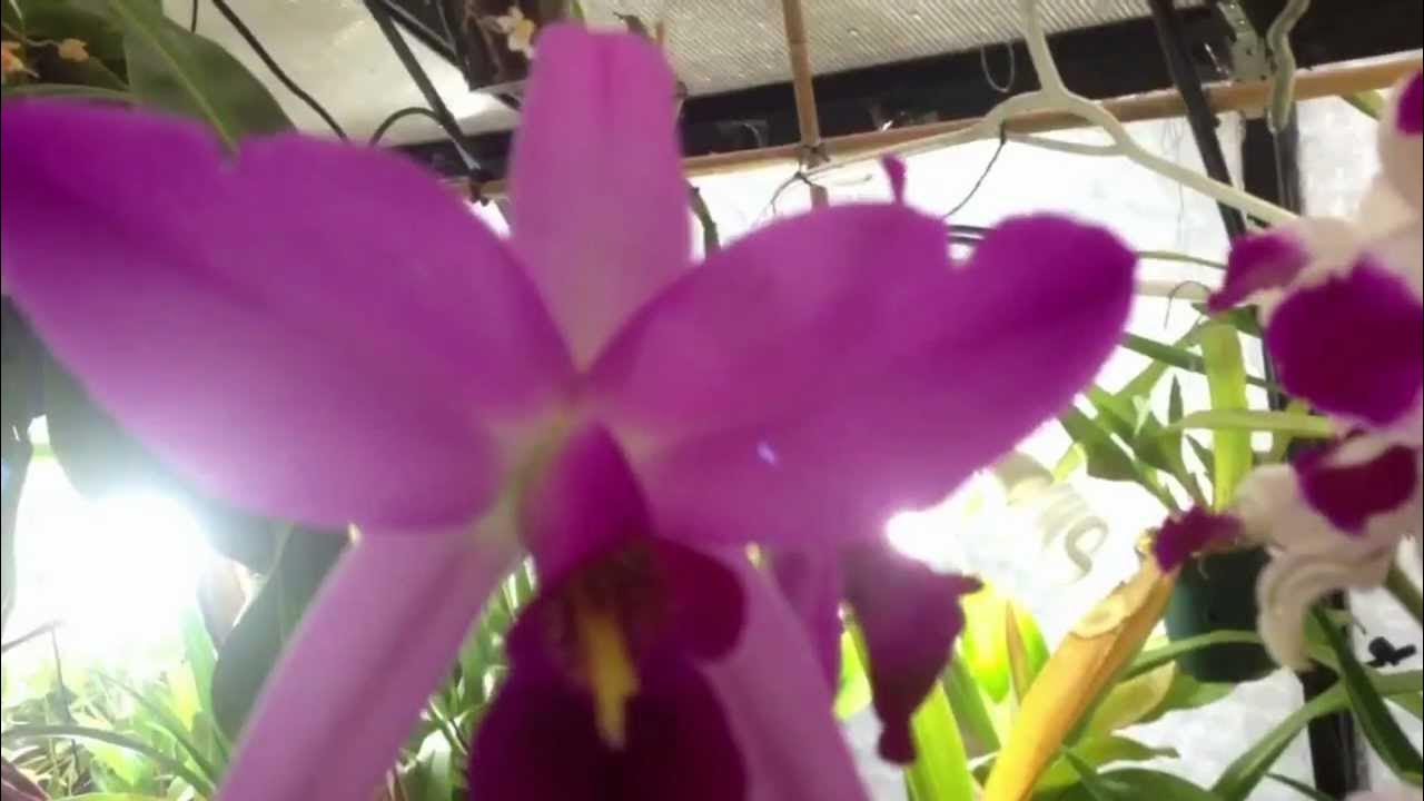 Orchid care watering, potting and reblooming tips for Cattleya and
