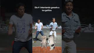 #humor #comedia #funny #cats