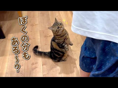パパがキッチンに立つと何かもらえると思ってる猫が可愛すぎる！