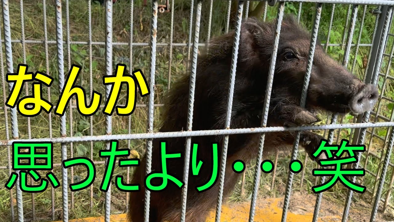 イノシシ捕獲41【箱罠】【有害鳥獣駆除】【狩猟】 - YouTube