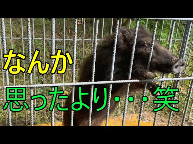 害獣駆除　イノシシ等　捕獲罠 営業所止めにてお届け】イノシシ シカ用囲い罠ビッグサイズ 片扉 鳥獣