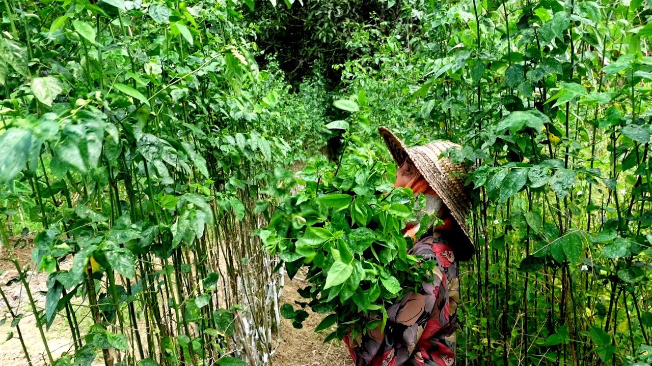 Cooking star gooseberry with eggs in my countryside