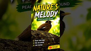 Nature’s Melody 🐦 | Peaceful Bird Sounds &amp; Relaxing Wildlife Moments 🌿 #ytshorts #nature #shorts