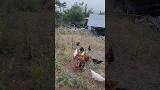 Tavukların Ekmek Keyfi