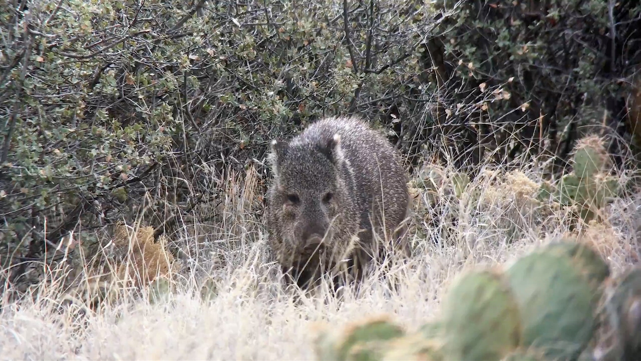 Javelina 2017 (Bow Hunt) YouTube