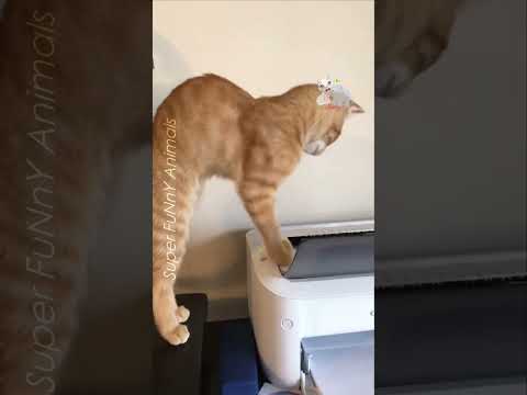 Top funny Cats | #193