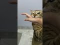 siapa berani menghadapi kebrutalan si GENTONG #fyp #kucing #catlover