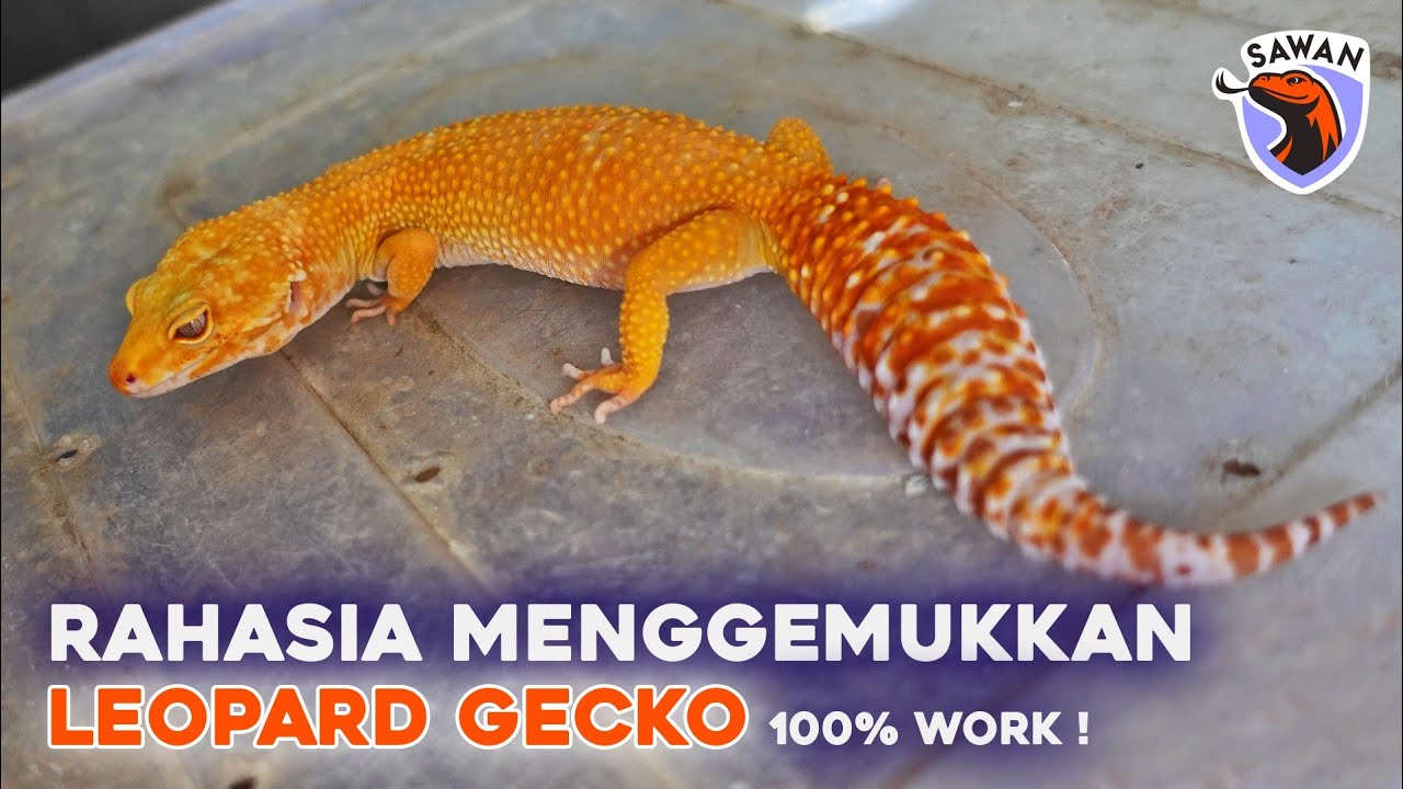 CARA MENGGEMUKKAN GECKO TERMUDAH ! #SAWAN