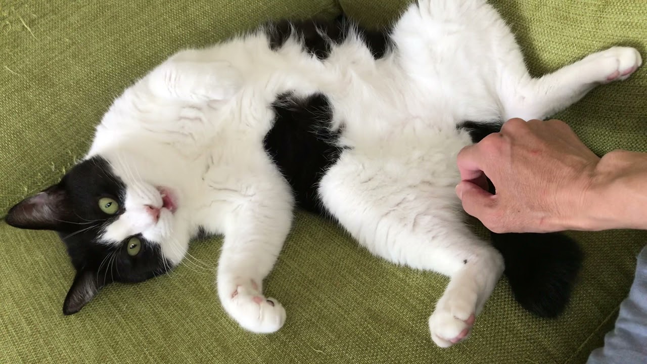 ユキ 両手で熱心に顔を洗う Youtube