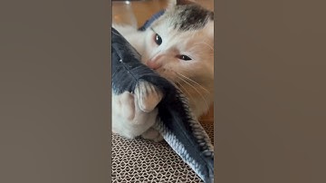 Cat with catnip toy #cat #catnip #crazycatfunny #catvideos #catlover #cats #pets #pussycat