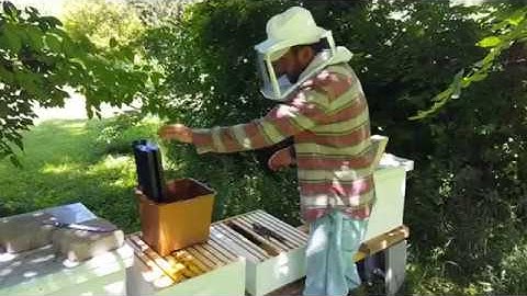 refuBees Swarm Trap™ - Transferring a Swarm