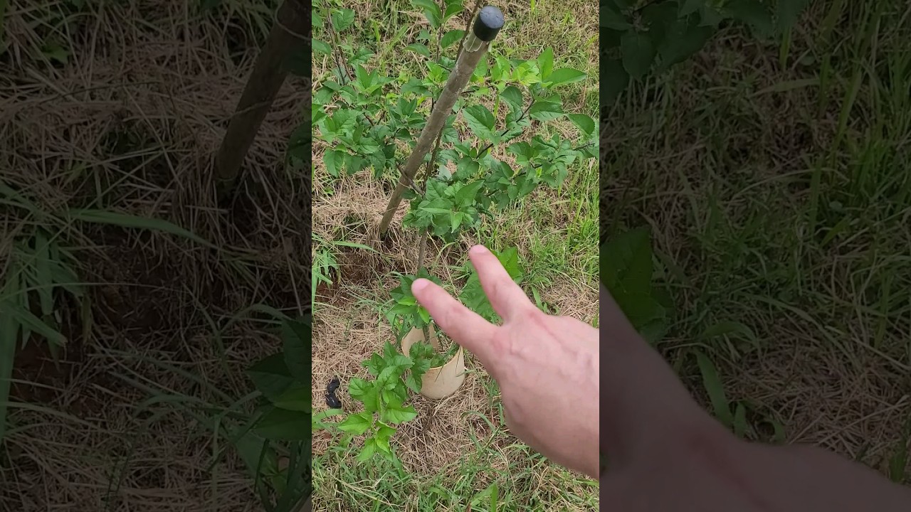 2 Manejos Indispensáveis Para as Plantações de Maças | Cultivo de Macieira