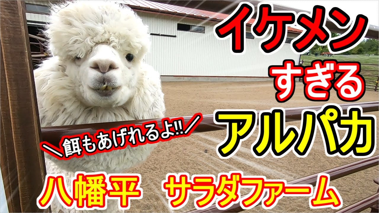 八幡平 サラダファーム イケメンのアルパカに餌やり体験 他にも動物いっぱい 岩手県ツアー第二弾 Youtube
