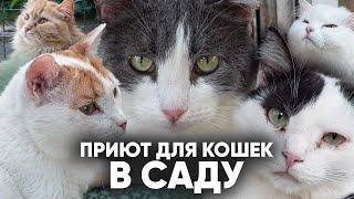 ЖИЗНЬ КОШЕК В САДУ. Как живут кошки приюта "ЛИС" в саду.