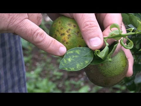 Vídeo: Tratando laranjeiras doentes - Aprenda a reconhecer os sintomas da doença da laranjeira