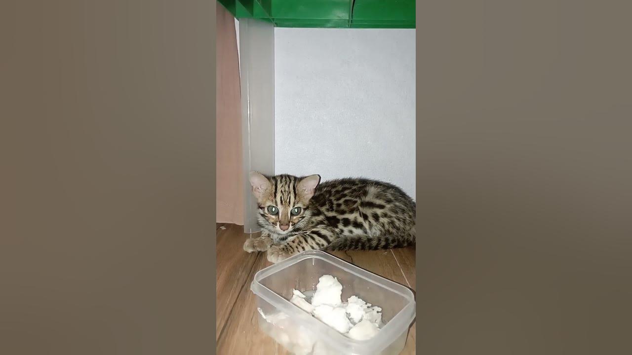 cat-eating-how-to-give-cat-food-youtube