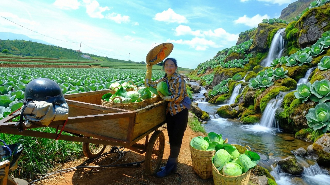 Harvest Heart Cabbage Goes To Market Sell - Cook With Them - Garden With My Brother