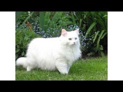 white fluffy breeds all white cat breeds funnycat tv white fluffy breeds all white cat breeds funnycat tv