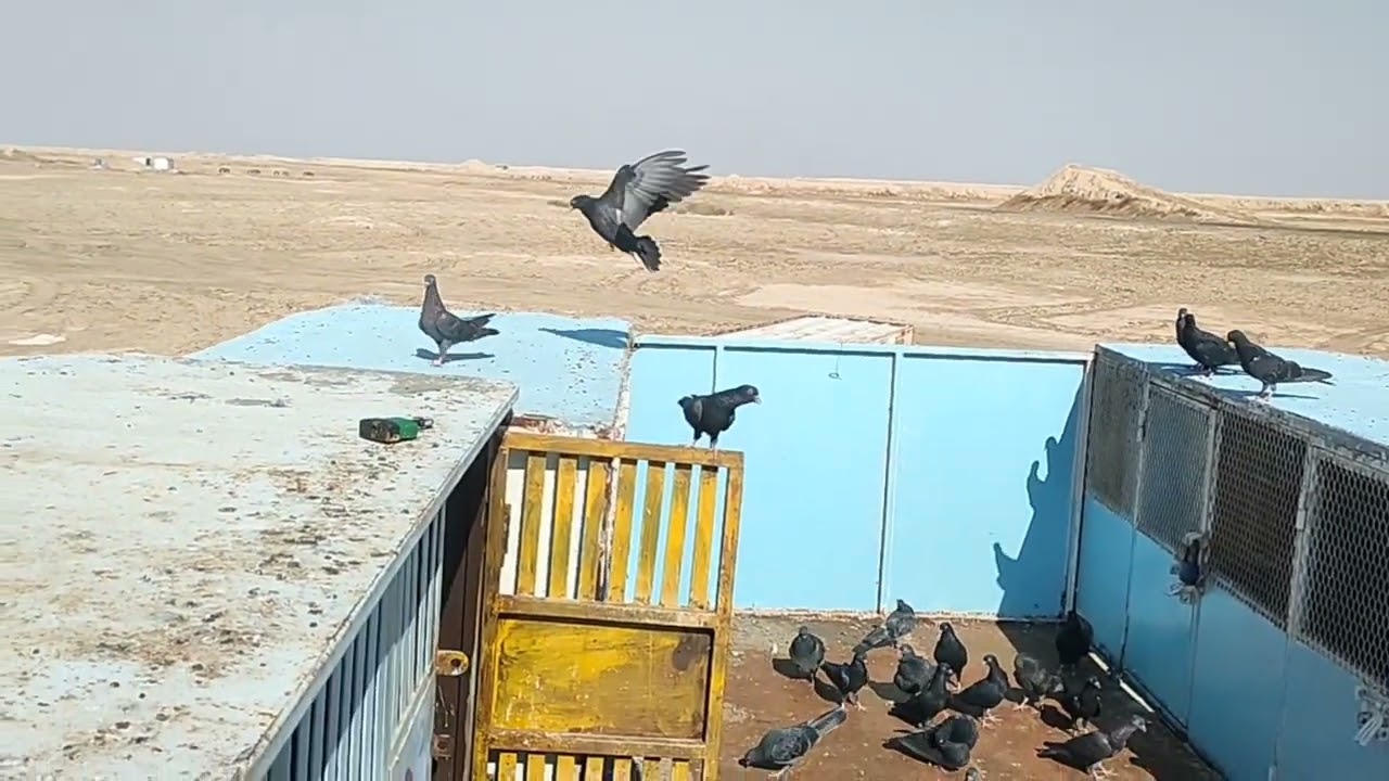 كيف انزلك المخاليف ؤنقوي جناحه ونطيره صح