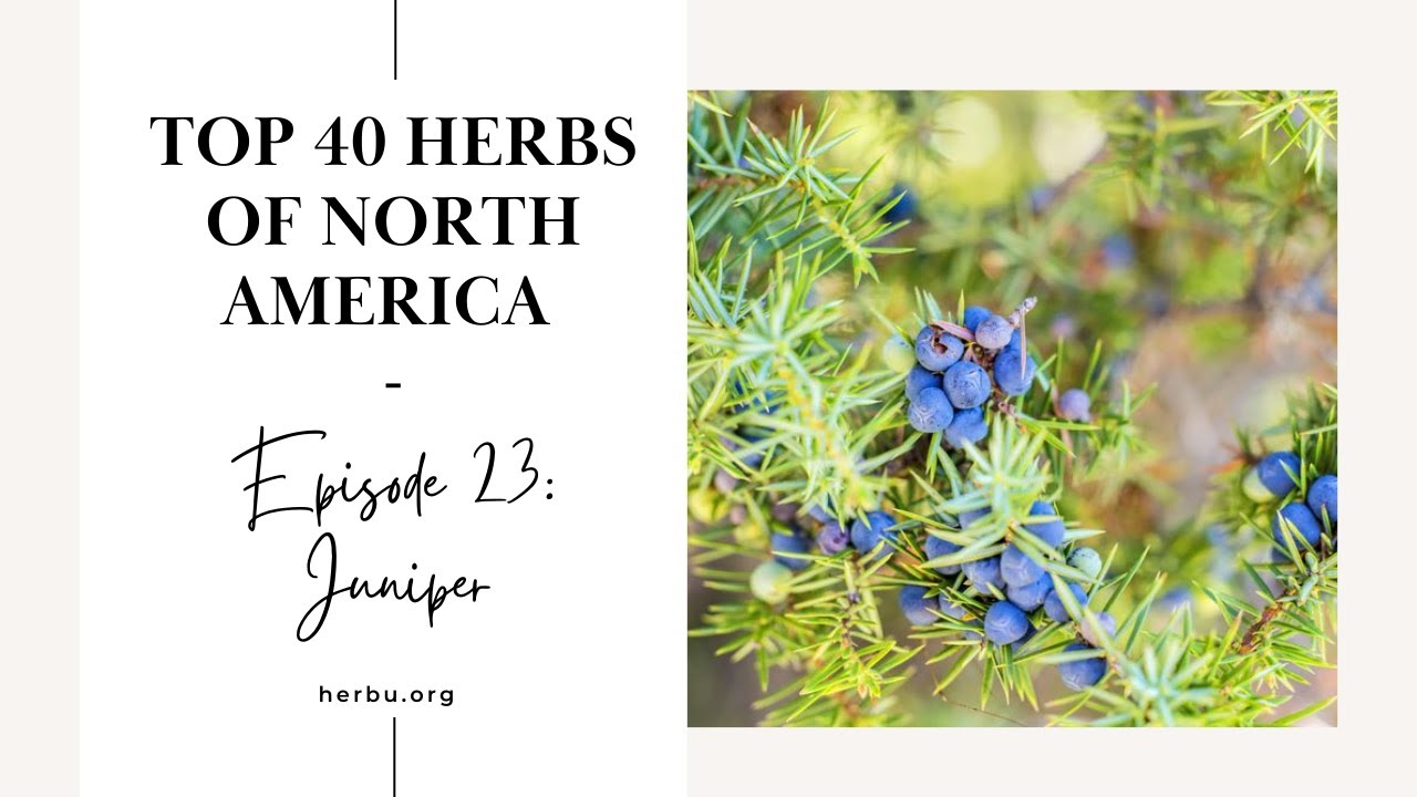 Juniper - Top 40 Herbs of North America - Part 23