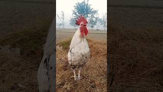 Download Lagu ayam berkokok #rooster #hen #chicken MP3