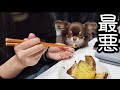 チワワに焼き芋を食べさせた娘の悲劇…まさかあんなことになるなんて