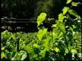 An overview of wente vineyards