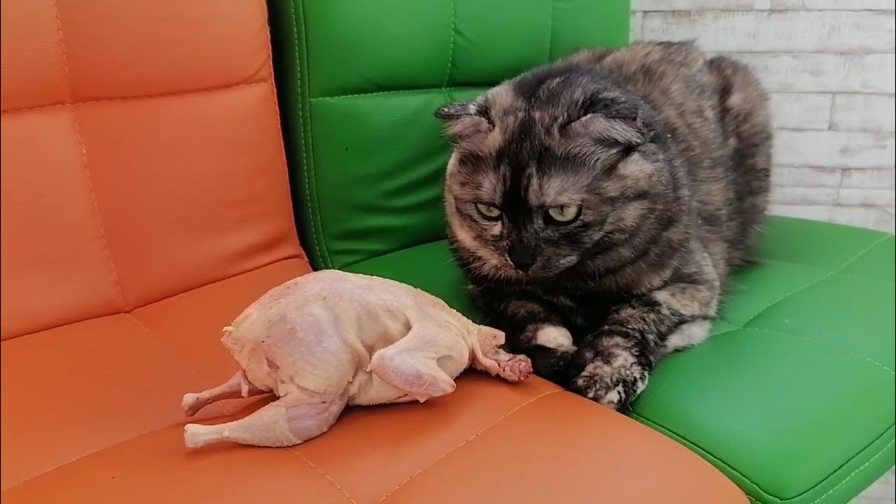 Ох уж эти котики... - YouTube