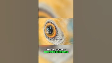 How Animals Use a Sixth Sense to Navigate the Globe