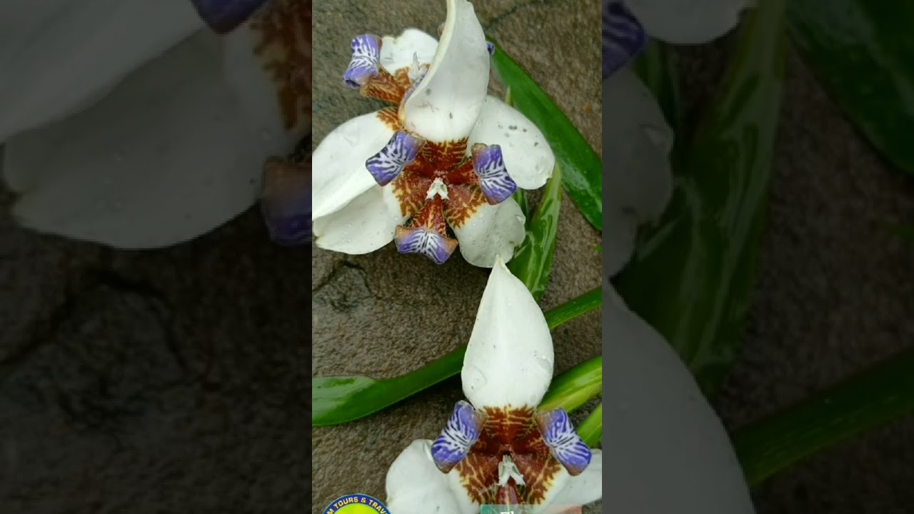 Exotic flowers Northeast India  