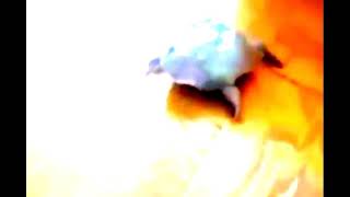 TOAD EAR RAPE SCREAM
